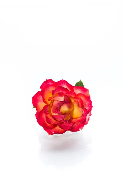 Kéttónusú piros-sárga Rózsa közeli izolált fehér — Stock Fotó