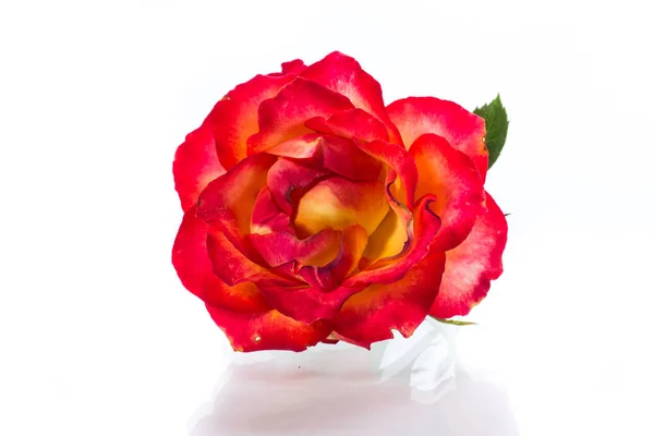 Two-tone red-yellow rose close-up isolated on a white — Stock Photo, Image