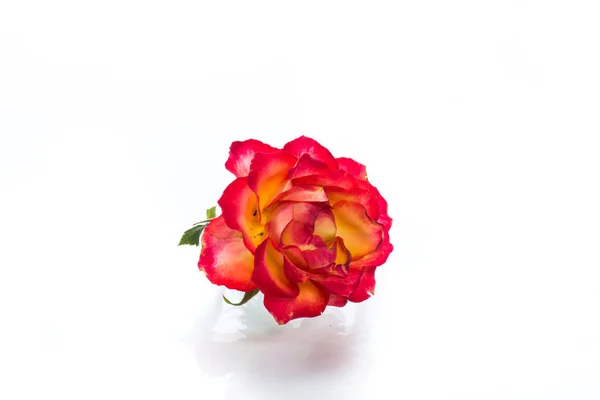 Rosa rojo-amarillo bicolor primer plano aislado en un blanco Imagen de archivo
