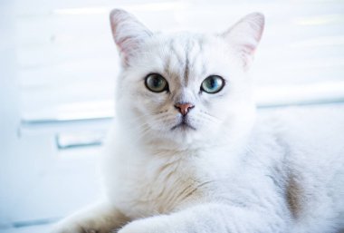 cins İskoç chinchilla bir kedi portresi, düz kulaklı