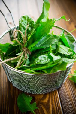 organik taze yeşil sorrel demet, bir masada.