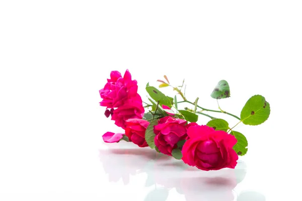 Ramo de hermosas rosas rojas sobre un blanco — Foto de Stock