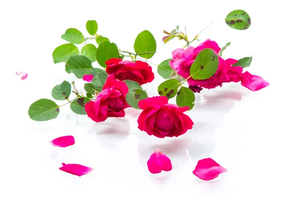 白色美丽的红玫瑰花束 — 图库照片