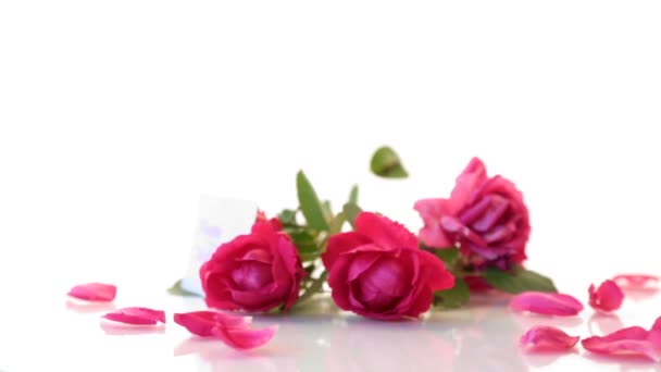 Ramo de hermosas rosas rojas sobre un blanco — Vídeo de stock