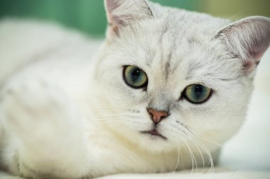 güzel genç kedi doğurmak İskoç chinchilla düz