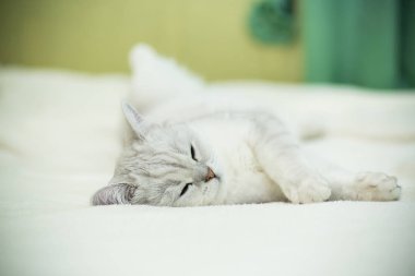 güzel genç kedi doğurmak İskoç chinchilla düz