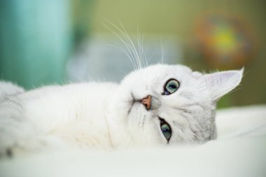 güzel genç kedi doğurmak İskoç chinchilla düz