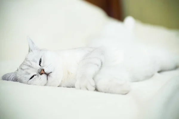 Красива молода кішка породи шотландський шиншили прямі — стокове фото