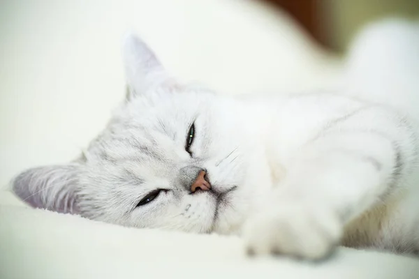 Güzel genç kedi doğurmak İskoç chinchilla düz — Stok fotoğraf