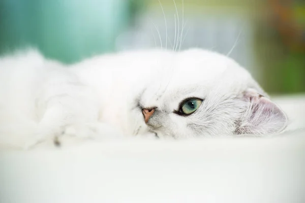 Bela jovem gato raça escocês chinchila reta — Fotografia de Stock