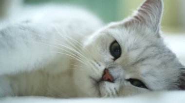 güzel genç kedi doğurmak İskoç chinchilla düz