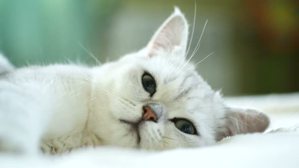 Hermoso joven gato crianza escocés chinchilla recta — Vídeos de Stock
