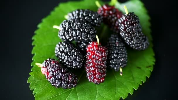 Mulberry berry with leaf isolated on black background — Stock Video