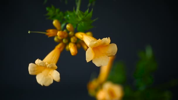 Blühende lockige Blume Kampsis auf einem Zweig, schwarzer Hintergrund. — Stockvideo