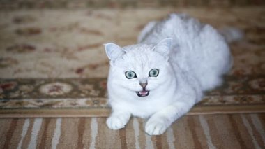 güzel genç kedi doğurmak İskoç chinchilla düz