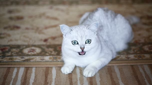 Bela jovem gato raça escocês chinchila reta — Vídeo de Stock