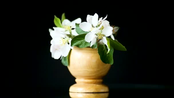 Rama con flores de manzanos sobre un fondo oscuro — Vídeos de Stock