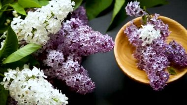 siyah bir Lila güzel bahar dalları