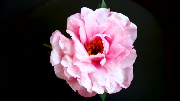 Flor de Peonía Rosa, Paeonia suffruticosa, aislada en negro — Vídeos de Stock