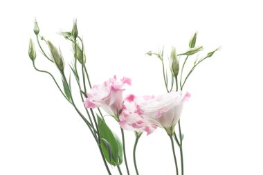 güzel pembe lisianthus çiçekler beyaz izole