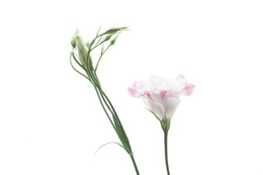 güzel pembe lisianthus çiçekler beyaz izole