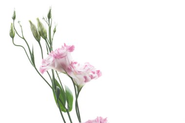 güzel pembe lisianthus çiçekler beyaz izole