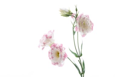 güzel pembe lisianthus çiçekler beyaz izole