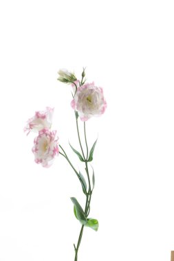 güzel pembe lisianthus çiçekler beyaz izole