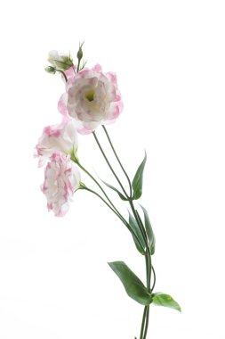 güzel pembe lisianthus çiçekler beyaz izole