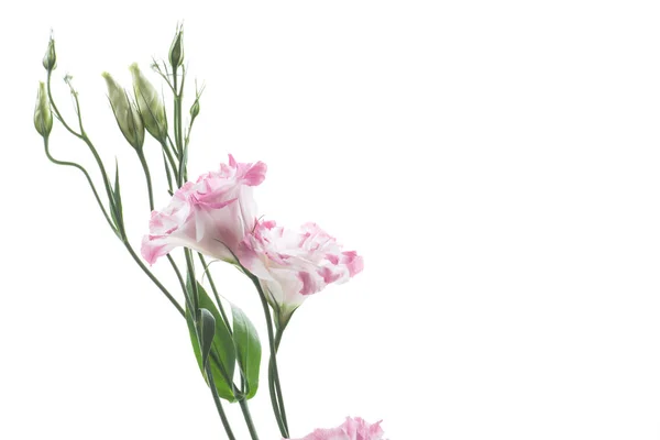 Lindas flores lisianthus rosa isoladas em branco — Fotografia de Stock