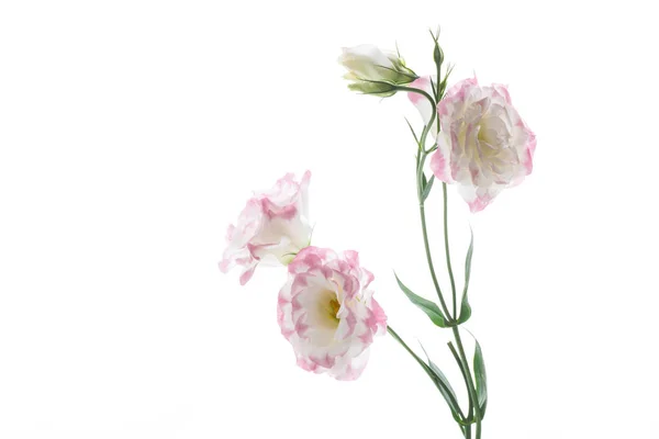 Hermosas flores de lisianthus rosa aisladas en blanco —  Fotos de Stock