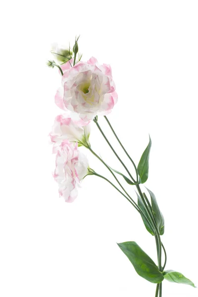 Lindas flores lisianthus rosa isoladas em branco — Fotografia de Stock