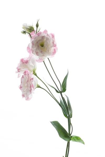 Hermosas flores de lisianthus rosa aisladas en blanco — Foto de Stock