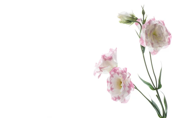 Красивые розовые лисиантус цветы изолированы на белом — стоковое фото
