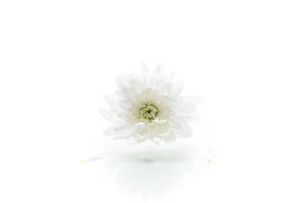 Beyaz krizantem tek çiçek beyaz izole — Stok fotoğraf