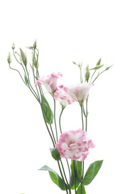 güzel pembe lisianthus çiçekler beyaz izole