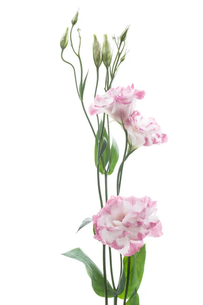 สีชมพูที่สวยงาม lisianthus ดอกไม้แยกจากสีขาว — ภาพถ่ายสต็อก