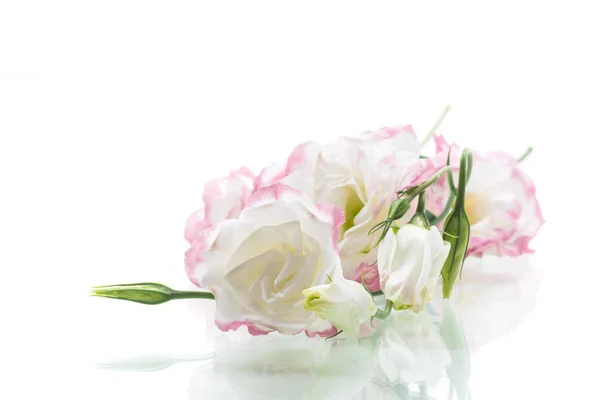 Krásné růžové Lisianthus květy izolované na bílém — Stock fotografie