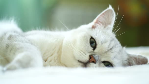Beautiful young cat breed Scottish chinchilla straight — Stock Video