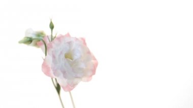 güzel pembe lisianthus çiçekler beyaz izole