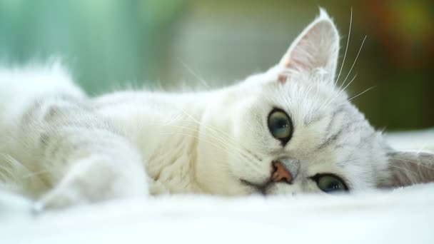 Красивая молодая кошка шотландская шиншилла прямая — стоковое видео