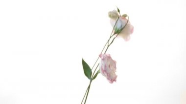 güzel pembe lisianthus çiçekler beyaz izole