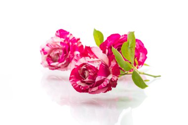 beyaz üzerinde kırmızı gül ile iki ton beyaz