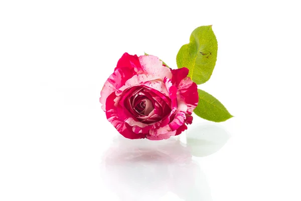 Two-tone white with red rose on a white — Stock Photo, Image