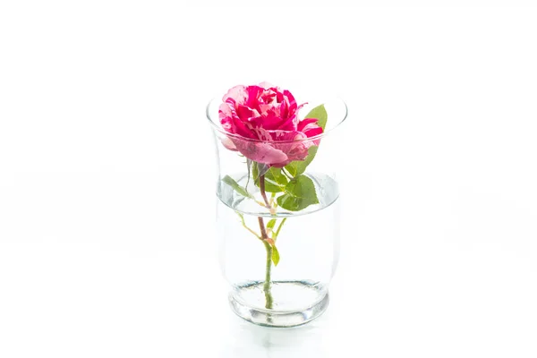 Two-tone white with red rose on a white — Stock Photo, Image