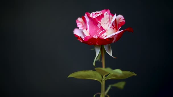 Blanco bicolor con rosa roja sobre un negro — Vídeos de Stock