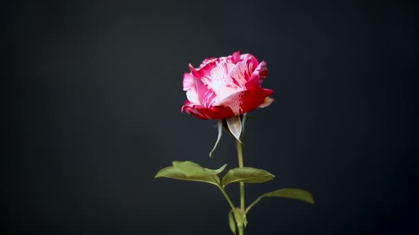 Blanco bicolor con rosa roja sobre un negro — Vídeo de stock