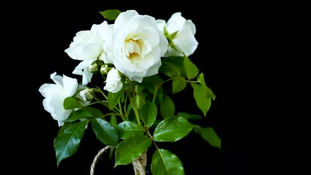 Buquê de belas rosas brancas em um preto — Vídeo de Stock