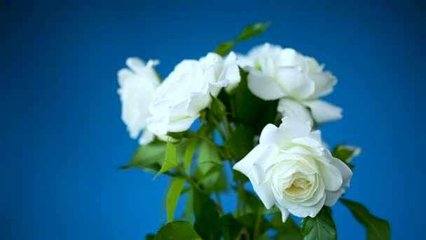 Ramo de hermosas rosas blancas sobre un azul — Vídeos de Stock