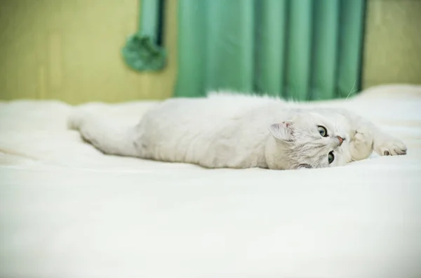 Mooie jonge kattenras Schotse chinchilla rechte — Stockfoto